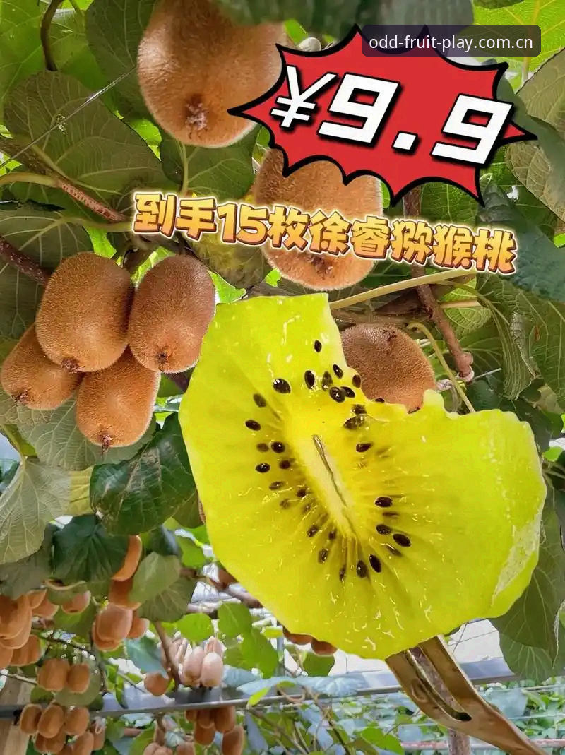 奇异果体育用户评价深度评测：从新手到高手的真实体验报告