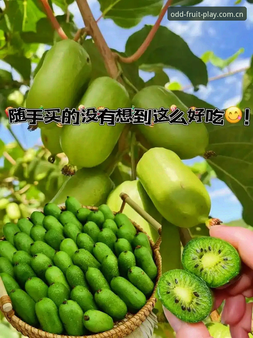 奇异果体育官网vs苹果版下载：新用户如何选择更合适的入口？